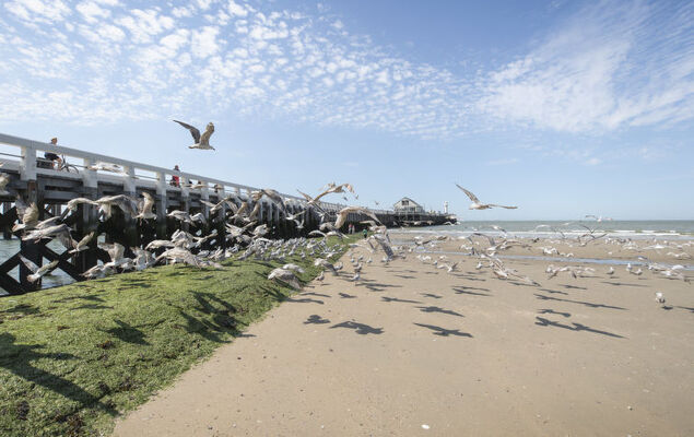 Ocean Dream with seaview - Photo 15